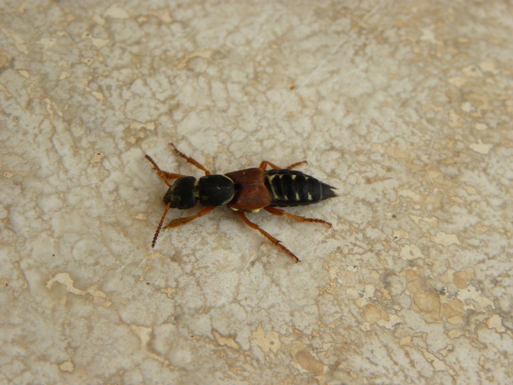 Staphylinidae: maschio di Staphylinus dimidiaticornis